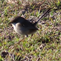 Malurus cyaneus (Superb Fairywren) at Macquarie, ACT - Today by lbradley