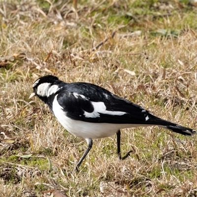 Grallina cyanoleuca (Magpie-lark) at Gungahlin, ACT - Yesterday by AlisonMilton