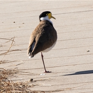 Vanellus miles at Bruce, ACT - 15 Jul 2025 03:02 PM