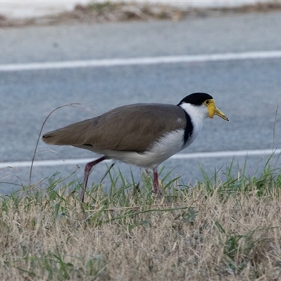 Vanellus miles (Masked Lapwing) at Belconnen, ACT - Yesterday by AlisonMilton