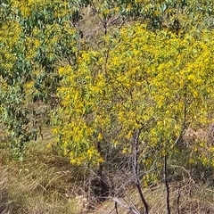 Acacia tumida var. tumida at Meda, WA - Today by Mike