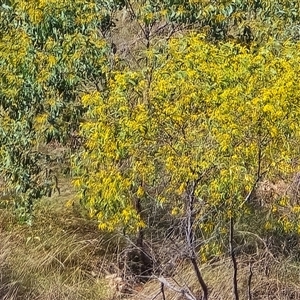 Acacia tumida var. tumida at Meda, WA - Today by Mike