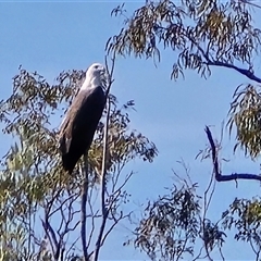 Haliaeetus leucogaster (White-bellied Sea-Eagle) at Meda, WA - Today by Mike