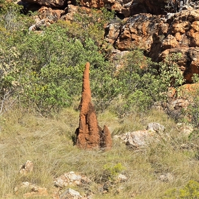 Unverified Termite (superfamily Termitoidea) at Meda, WA - Today by Mike