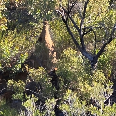 Unverified Termite (superfamily Termitoidea) at Meda, WA - Today by Mike