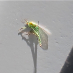 Chironomidae (family) (Non-biting Midge) at Macarthur, ACT - Today by RodDeb