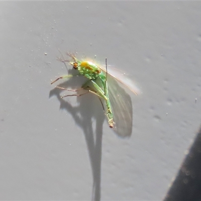 Chironomidae (family) (Non-biting Midge) at Macarthur, ACT - Today by RodDeb
