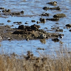 Charadrius melanops (Black-fronted Dotterel) at Gordon, ACT - Today by RodDeb