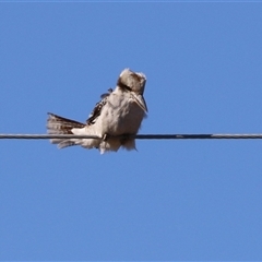 Dacelo novaeguineae (Laughing Kookaburra) at Gordon, ACT - Today by RodDeb