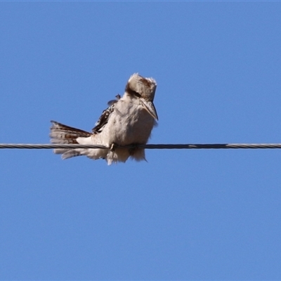 Dacelo novaeguineae (Laughing Kookaburra) at Gordon, ACT - Today by RodDeb