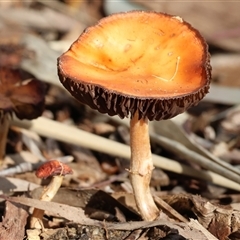 Unverified Cap on a stem; gills below cap [mushrooms or mushroom-like] at West Wodonga, VIC - Today by KylieWaldon