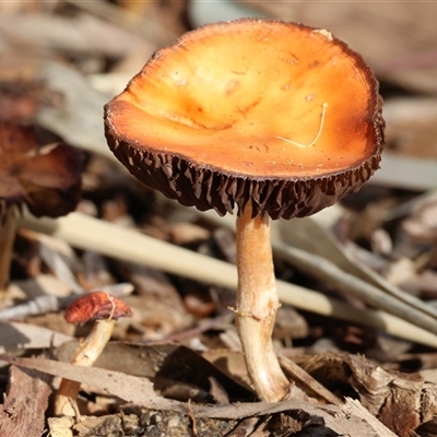 Unverified Cap on a stem; gills below cap [mushrooms or mushroom-like] at West Wodonga, VIC - Today by KylieWaldon
