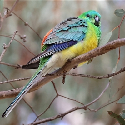 Psephotus haematonotus (Red-rumped Parrot) at West Wodonga, VIC - Today by KylieWaldon