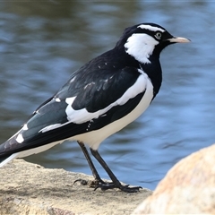 Grallina cyanoleuca (Magpie-lark) at West Wodonga, VIC - Today by KylieWaldon