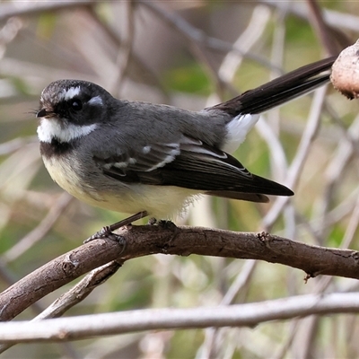Rhipidura albiscapa (Grey Fantail) at West Wodonga, VIC - Today by KylieWaldon