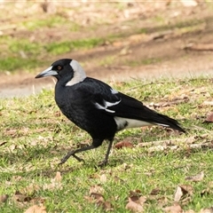 Gymnorhina tibicen (Australian Magpie) at Belconnen, ACT - Yesterday by AlisonMilton