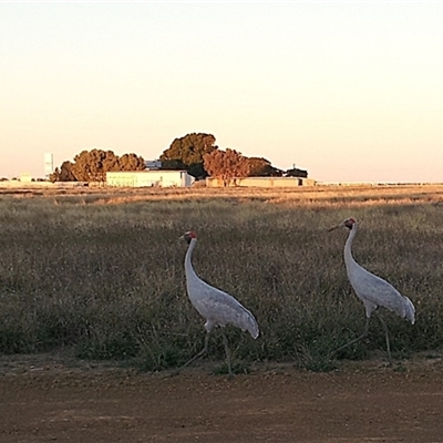 Grus rubicunda at Longreach, QLD - 5 Jul 2012 by HelenCross