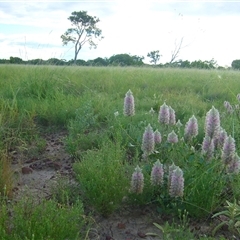 Ptilotus exaltatus at Longreach, QLD - 10 Jan 2011 by HelenCross