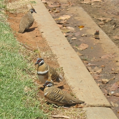 Geophaps plumifera at Windorah, QLD - 1 Apr 2005 by HelenCross
