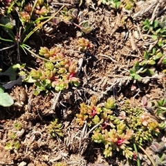 Crassula sieberiana at Hawker, ACT - Today by sangio7