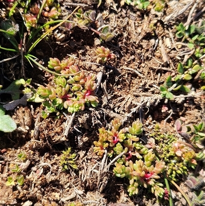 Crassula sieberiana at Hawker, ACT - Today by sangio7