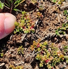Crassula decumbens var. decumbens at Hawker, ACT - 16 Jul 2025 02:02 PM