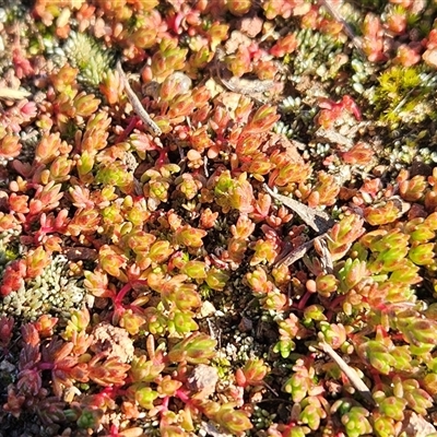 Crassula sieberiana at Hawker, ACT - Today by sangio7