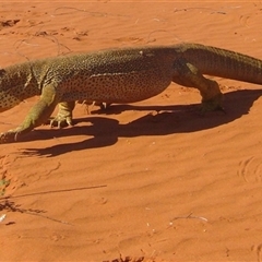 Varanus panoptes at Windorah, QLD - 10 Oct 2010 by HelenCross