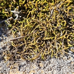 Unverified at suppressed - suppressed