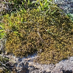 Unverified at suppressed - suppressed