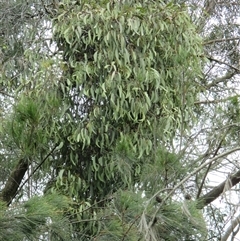 Muellerina eucalyptoides (Creeping Mistletoe) at Sandringham, VIC - 10 Dec 2016 by JasonPStewartNMsnc2016
