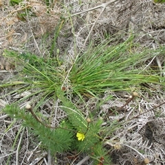 Caesia parviflora var. parviflora (A Grass-lily) at Sandringham, VIC - 10 Dec 2016 by JasonPStewartNMsnc2016