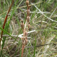Thelymitra (genus) (sun orchids) at Sandringham, VIC - 10 Dec 2016 by JasonPStewartNMsnc2016