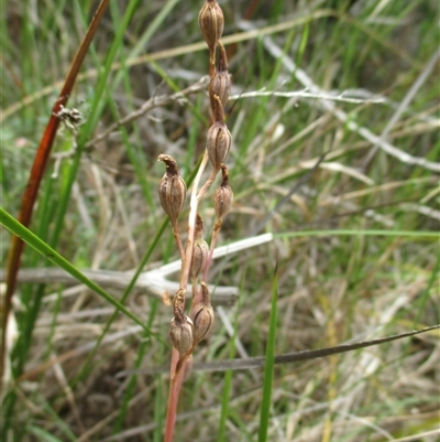 Thelymitra (genus) (sun orchids) at Sandringham, VIC - 10 Dec 2016 by JasonPStewartNMsnc2016