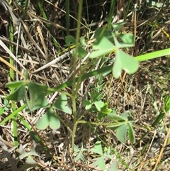 Oxalis (genus) at Sandringham, VIC - 10 Dec 2016 12:14 PM