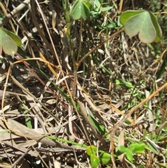 Oxalis (genus) at Sandringham, VIC - 10 Dec 2016 12:14 PM