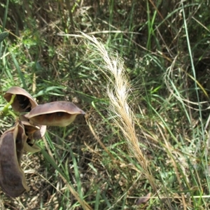 Dichelachne crinita at Sandringham, VIC - 10 Dec 2016 12:18 PM