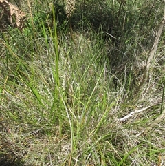 Xanthorrhoea minor subsp. lutea (Small Grass Tree) at Sandringham, VIC - 10 Dec 2016 by JasonPStewartNMsnc2016