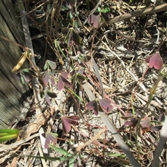 Oxalis (genus) at Sandringham, VIC - 10 Dec 2016 by JasonPStewartNMsnc2016