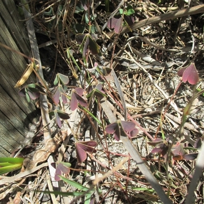 Oxalis (genus) at Sandringham, VIC - 10 Dec 2016 by JasonPStewartNMsnc2016