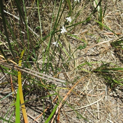 Caesia parviflora var. parviflora (A Grass-lily) at Sandringham, VIC - 10 Dec 2016 by JasonPStewartNMsnc2016