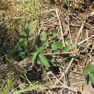 Rubus fruticosus species aggregate at Sandringham, VIC - 10 Dec 2016 by JasonPStewartNMsnc2016