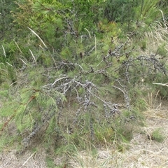 Allocasuarina paradoxa at Sandringham, VIC - 10 Dec 2016 by JasonPStewartNMsnc2016