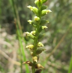 Microtis (genus) (onion orchids) at Sandringham, VIC - 10 Dec 2016 by JasonPStewartNMsnc2016