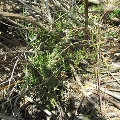 Leucopogon virgatus var. virgatus (common beard–heath) at Sandringham, VIC - 10 Dec 2016 by JasonPStewartNMsnc2016