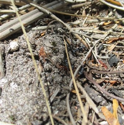 Myrmecia sp. (genus) (Bull ant or Jack Jumper) at Sandringham, VIC - 10 Dec 2016 by JasonPStewartNMsnc2016