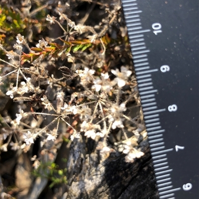 Pomax umbellata (A Pomax) at Crowther, NSW - Yesterday by Frecko