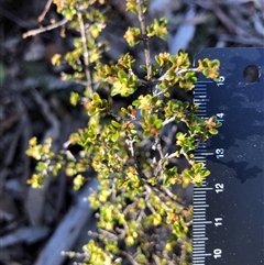 Pseudanthus divaricatissimus at Crowther, NSW - Yesterday by Frecko