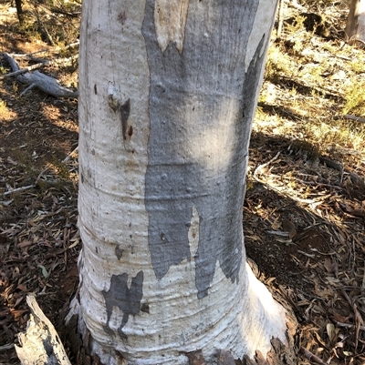Eucalyptus globulus subsp. bicostata at Crowther, NSW - Yesterday by Frecko