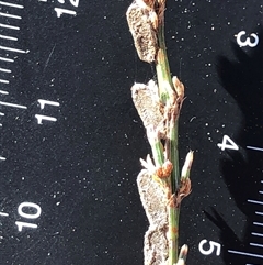 Unverified Plant at Crowther, NSW - 16 Jul 2025 by Frecko